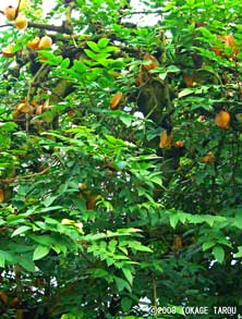 Star Fruit, Atagawa Tropical & Alligator Garden