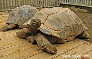 The Aldabra Giant Tortoise, Atagawa Tropical & Alligator Garden