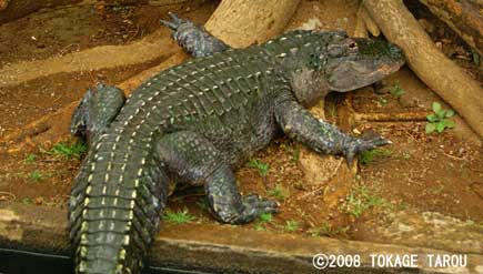 Seawater crocodile, Atagawa Tropical & Alligator Garden