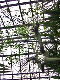 Drunken man tree, Atagawa Tropical & Alligator Garden