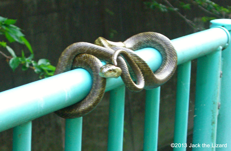 Japanese Rat Snake