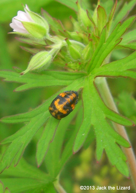 Ladybird Pupa