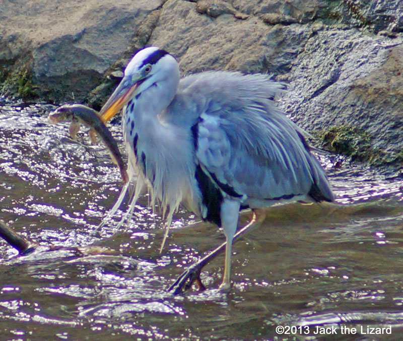 Grey Heron