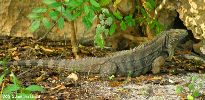 Cuban Rock Iguana