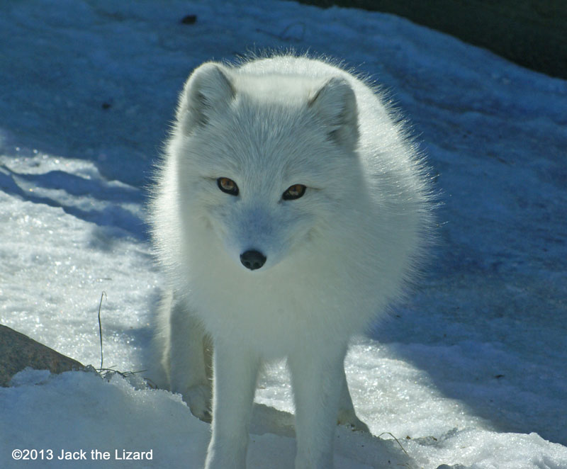 Arctic Fox