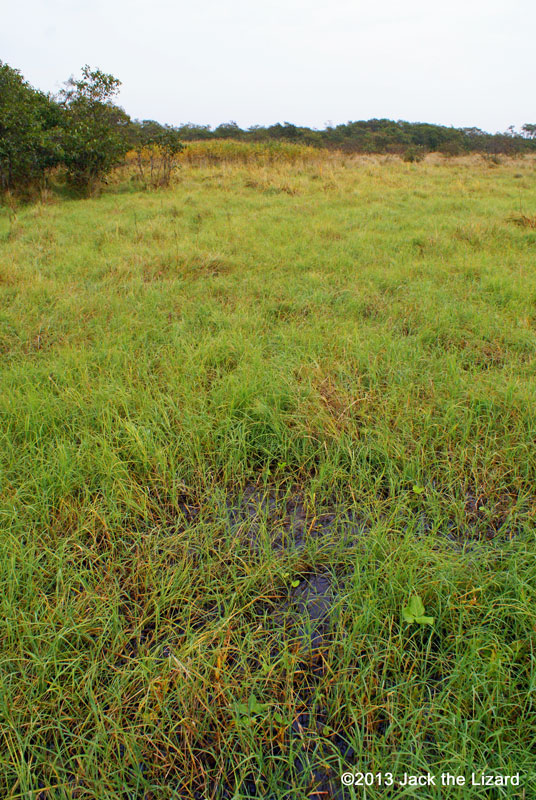 Kushiro Wetland