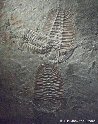 Cambrian fossil assemblage