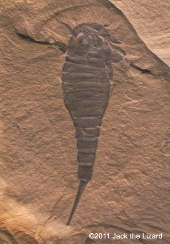 Eurypterus remipes