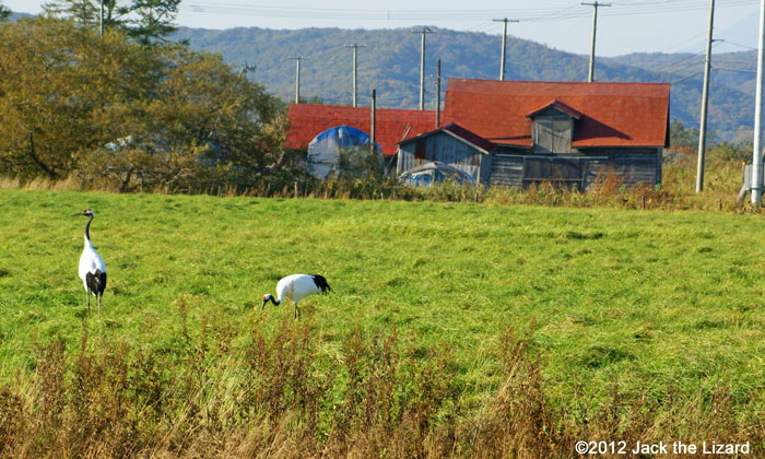 Red-crowned Crane