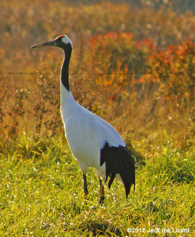 Red-crowned Crane