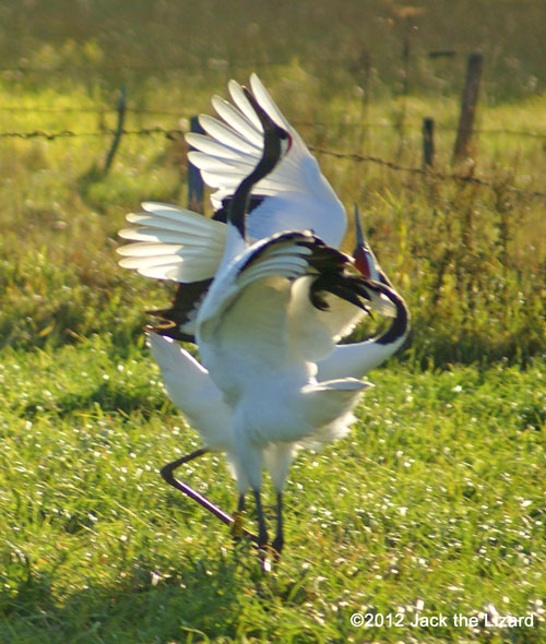 Red-crowned Crane