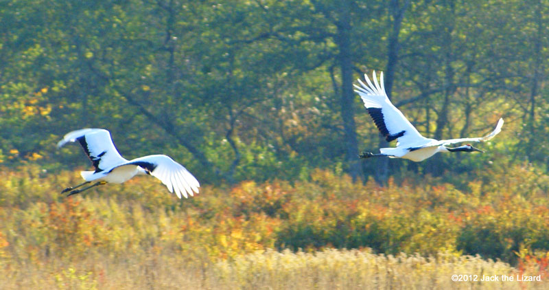 Red-crowned Crane