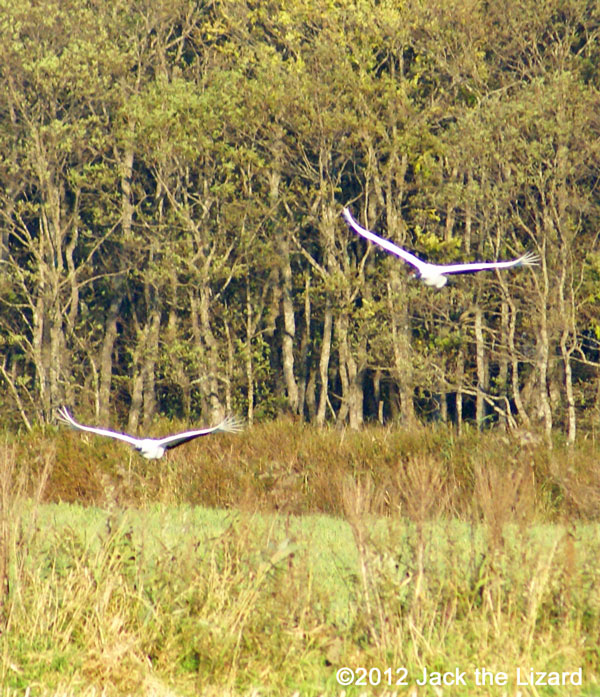 Red-crowned Crane