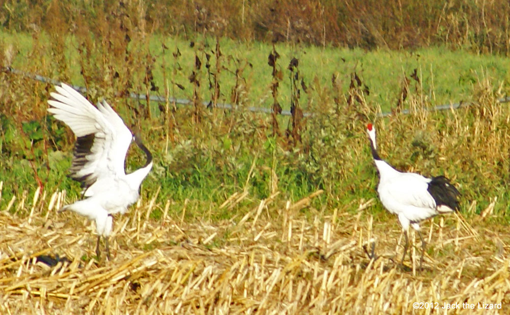 Red-crowned Crane