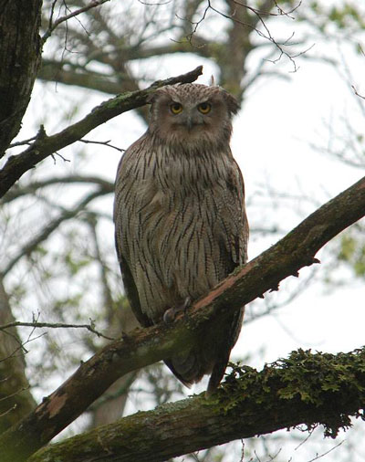 Blakiston’s Fish Owl