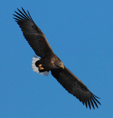 White-Tailed Eagle