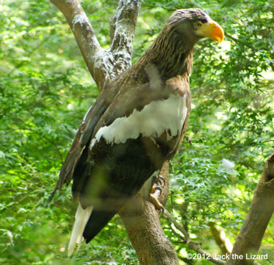 Steller’s Sea Eagle