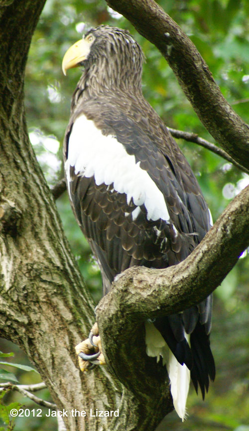 Steller's Sea Eagle