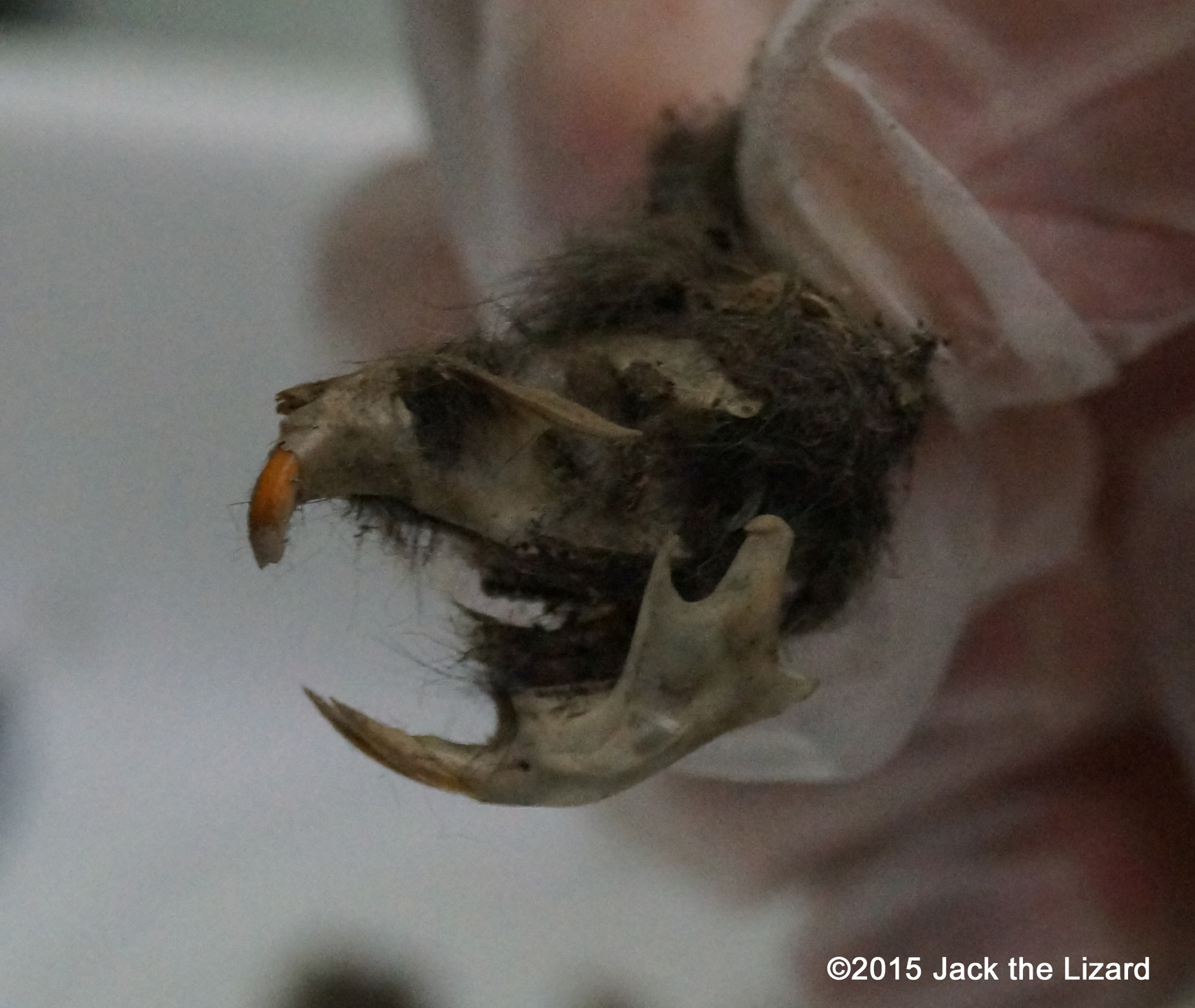 This skull probably belongs to a vole.