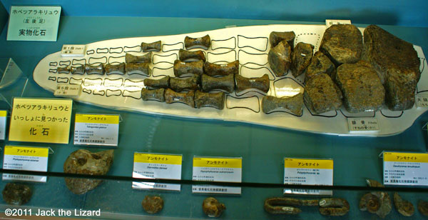 Fossils of left hind flipper, Hobetsu-arai-ryu