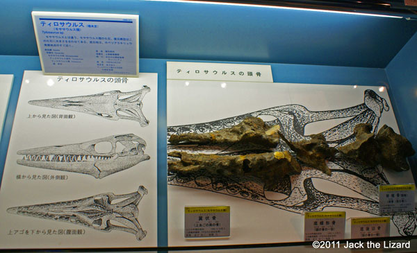 Upper jaw, Tylosaurus