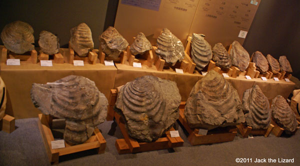 イノセラムスの化石
