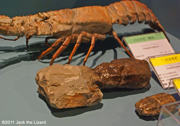 Fossil of Sandy-mud spiny lobster (Late Cretaceous)