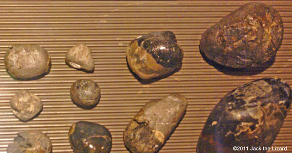 The gastroliths found from the stomach of Hobetsu-araki-ryu
