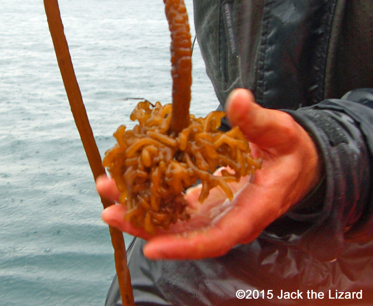 Holdfast of kelp