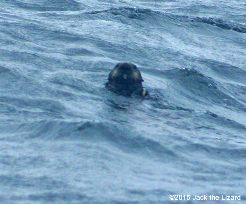 Sea Otter