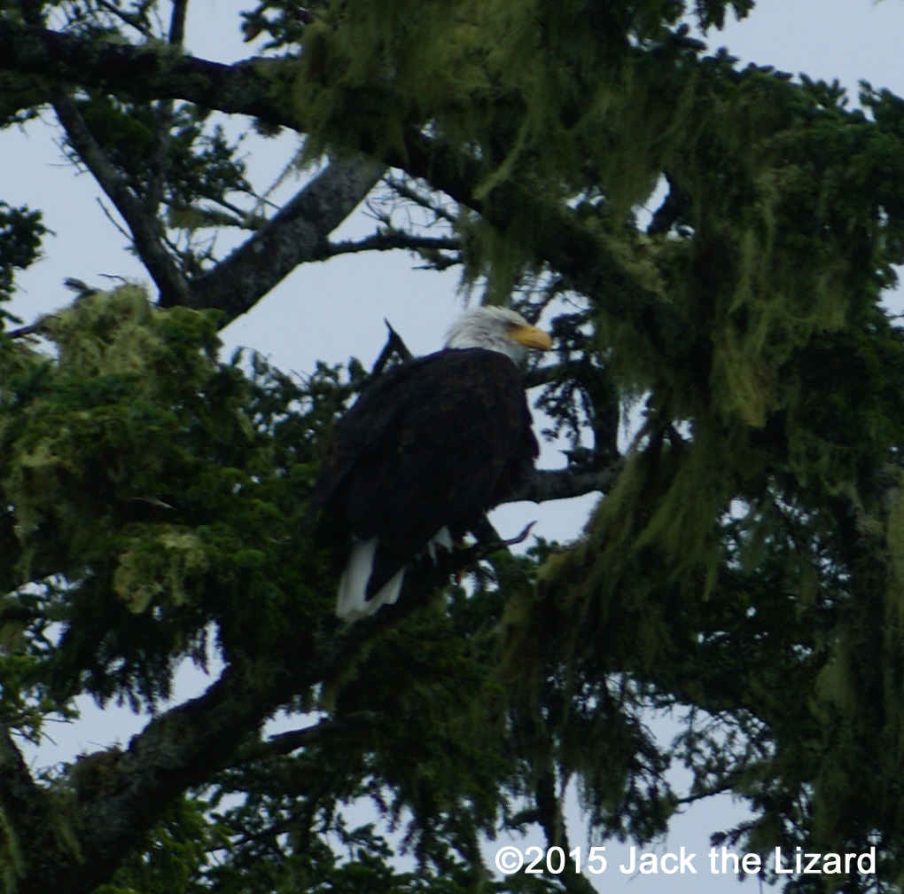 Bald Eagle