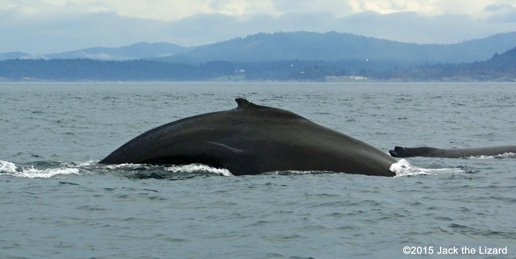 Humpback Whale