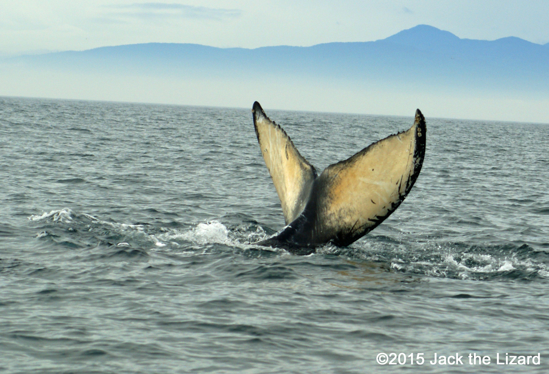 Humpback Whale