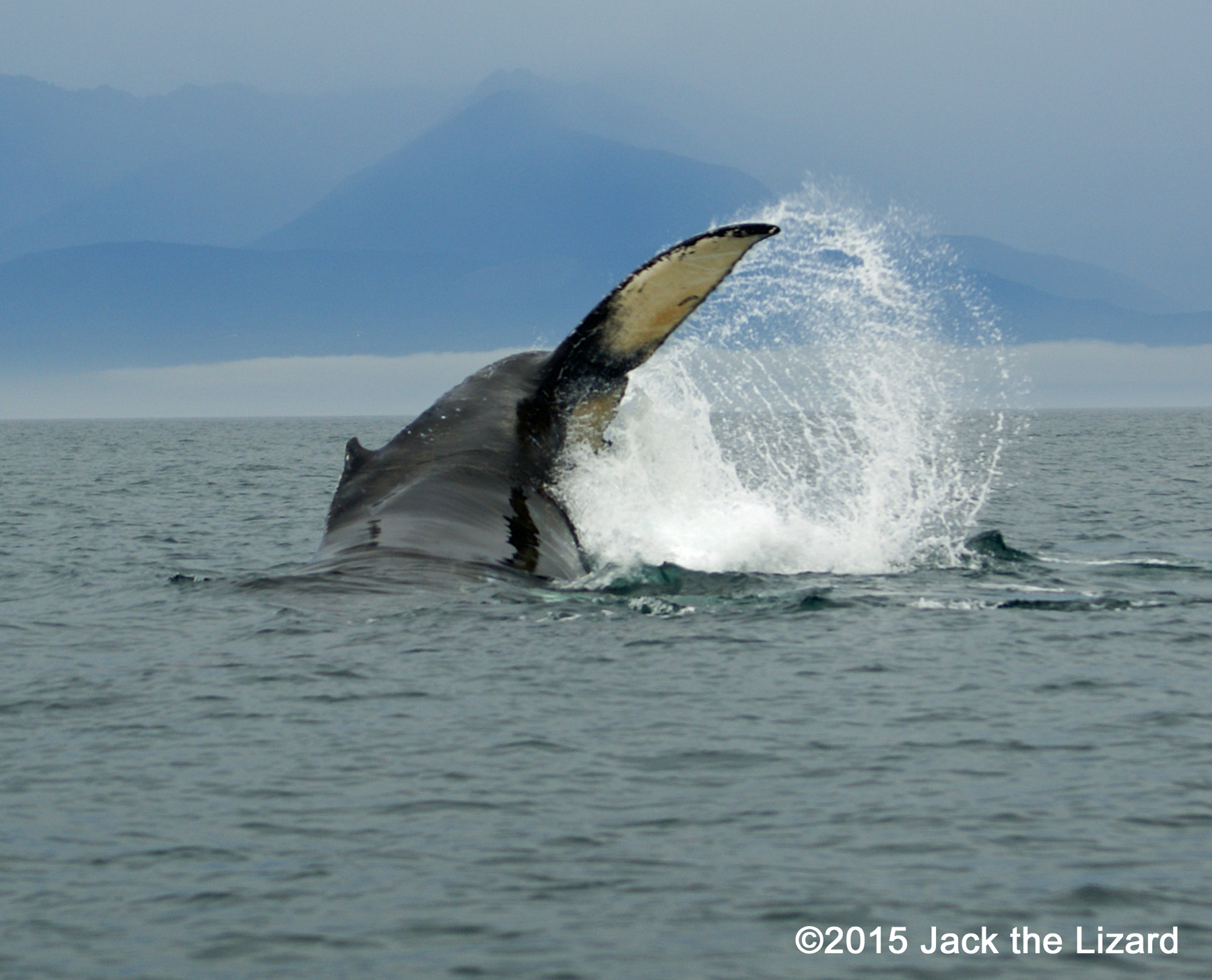 Humpback Whale