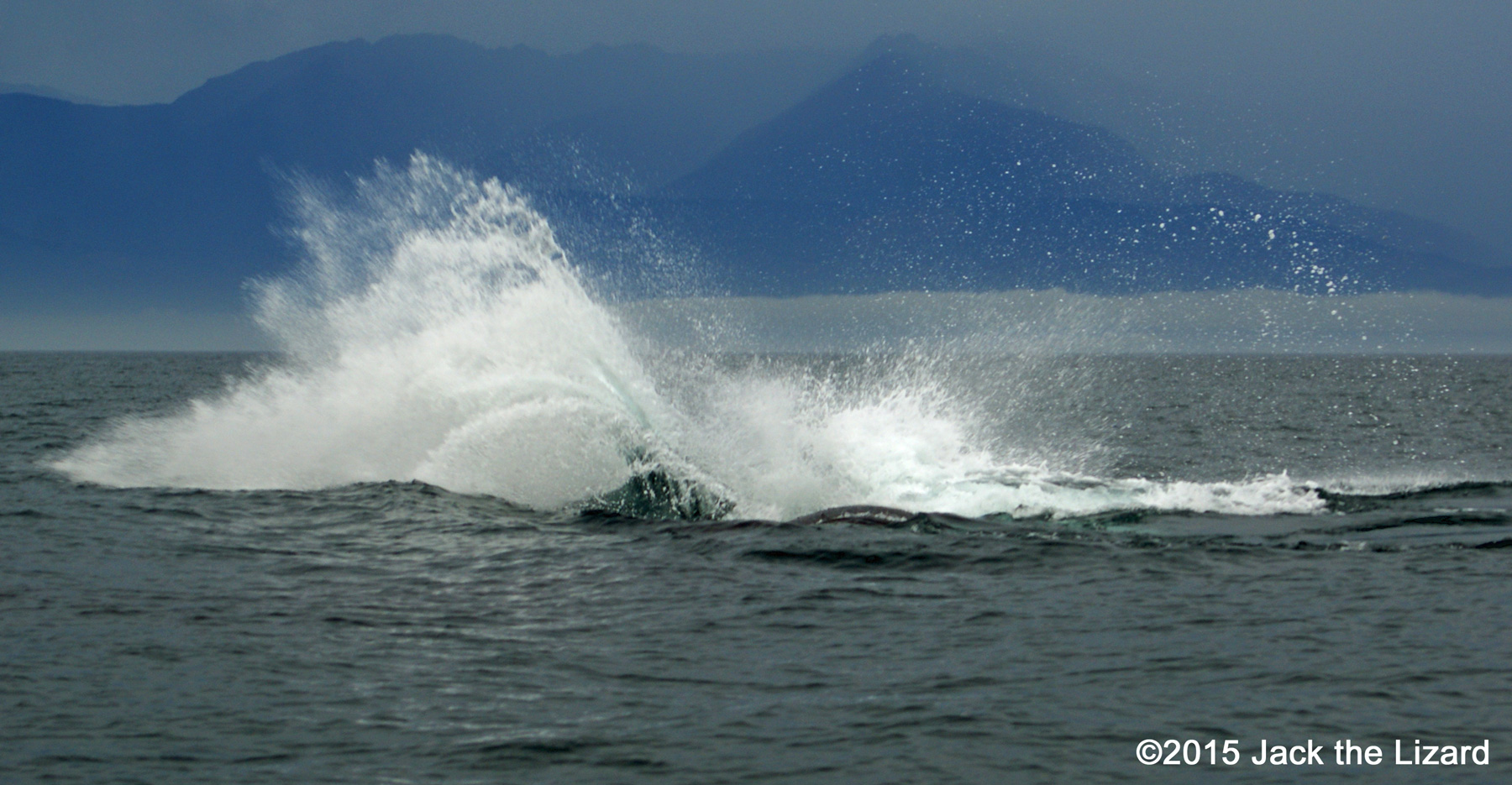 Humpback Whale