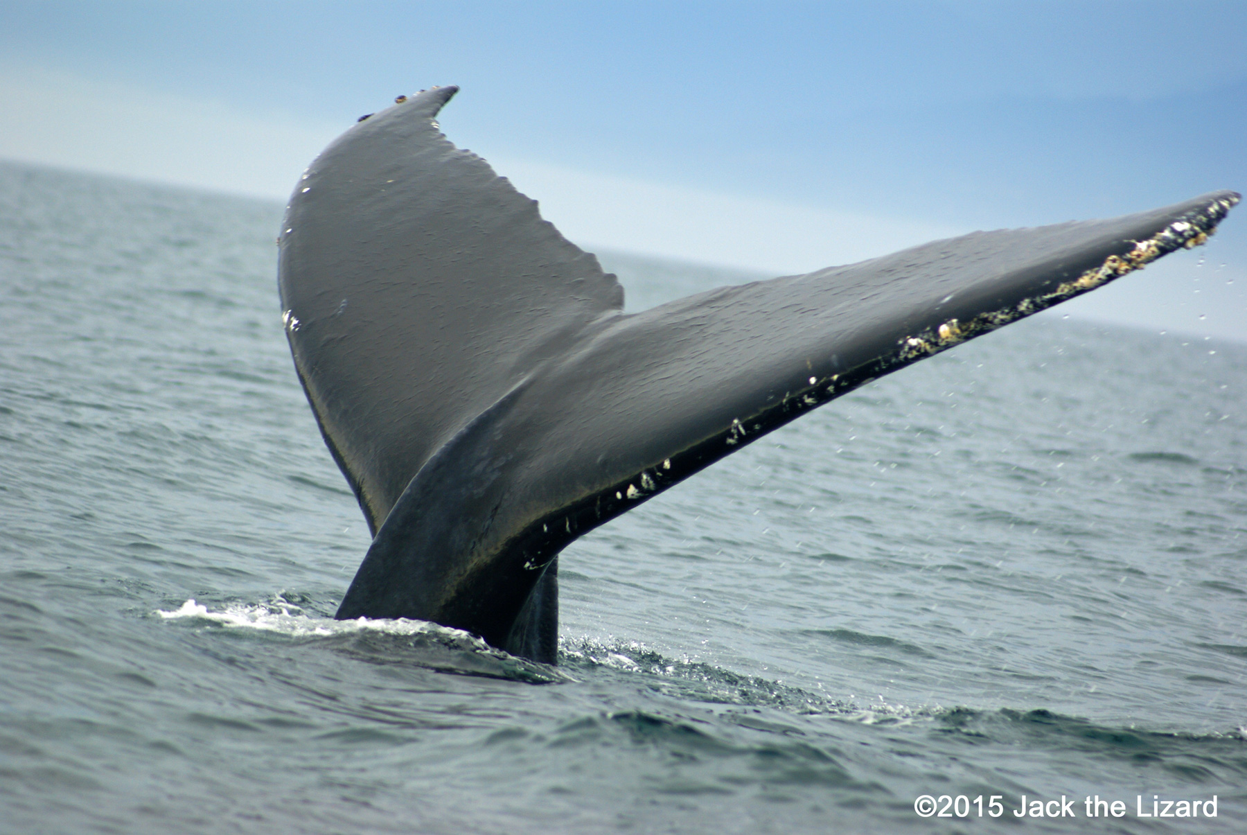 Humpback Whale