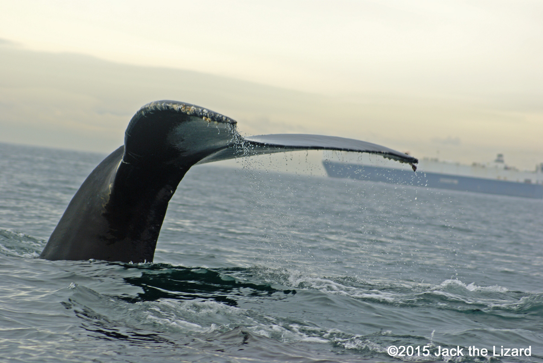 Humpback Whale