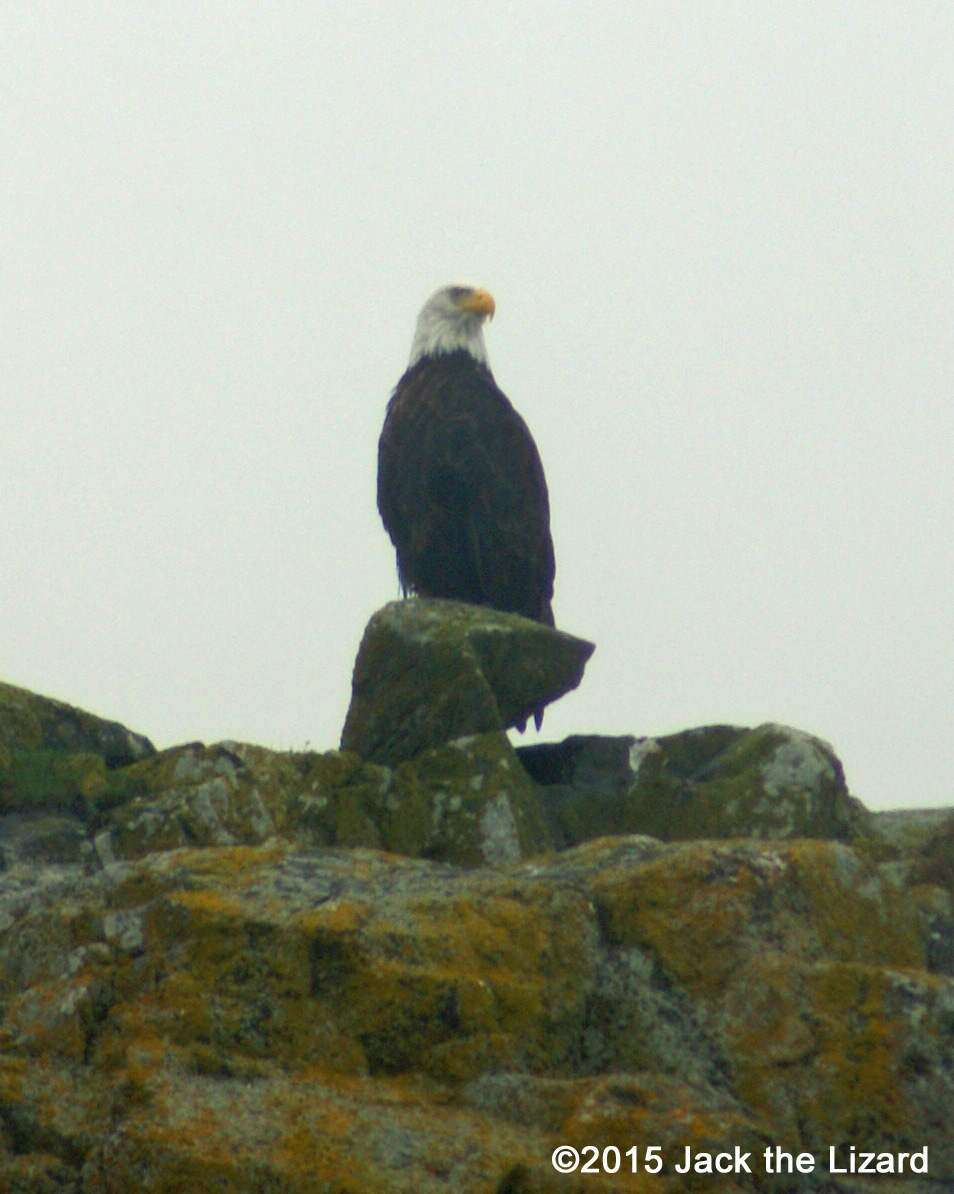 Bald Eagle