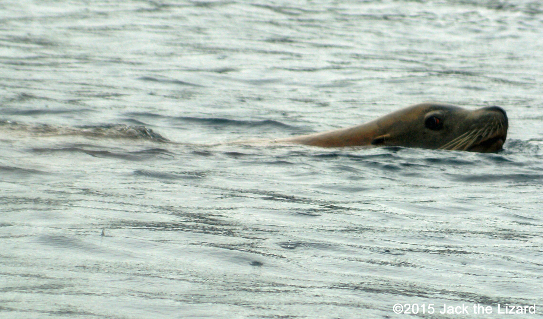 Sea Lion