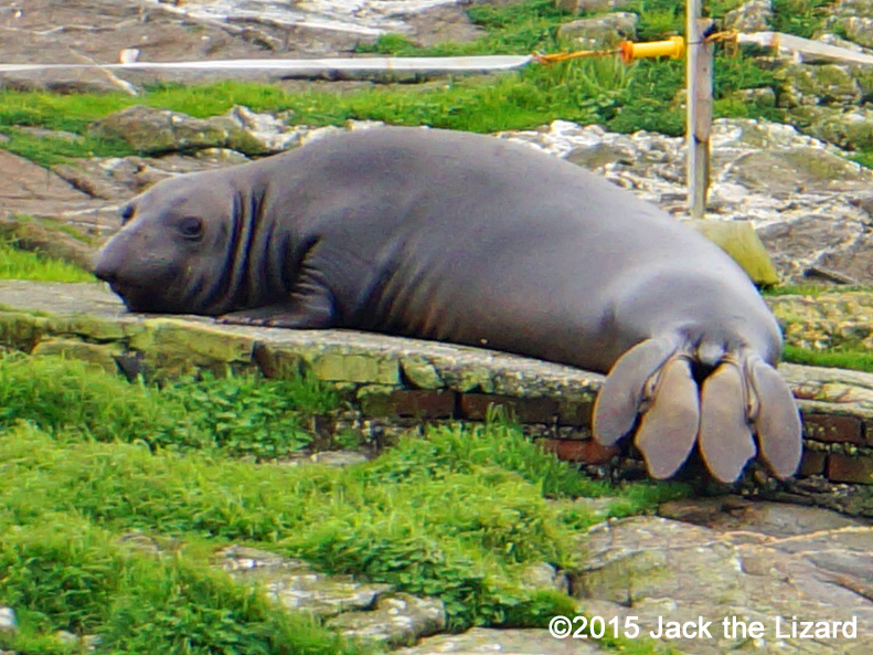 Northern Elephant Seal