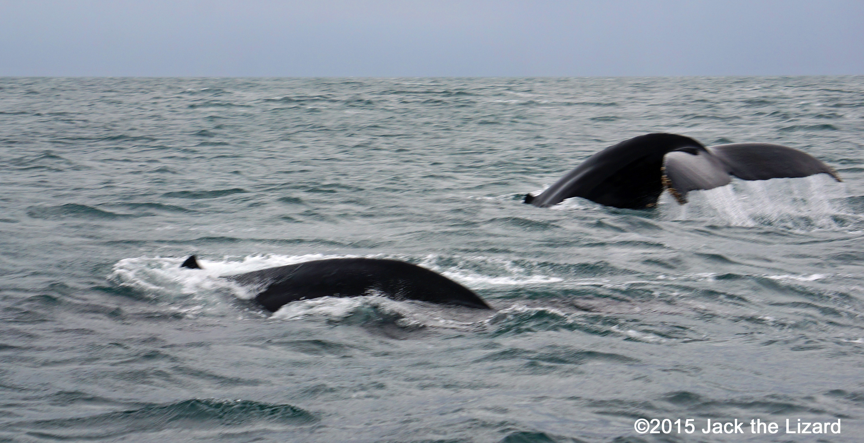 Humpback Whale