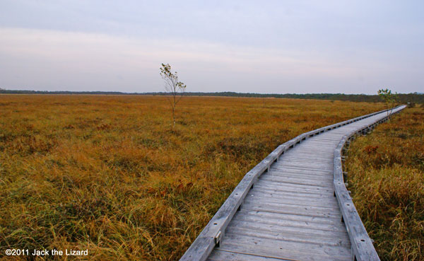 Kushiro Wetland