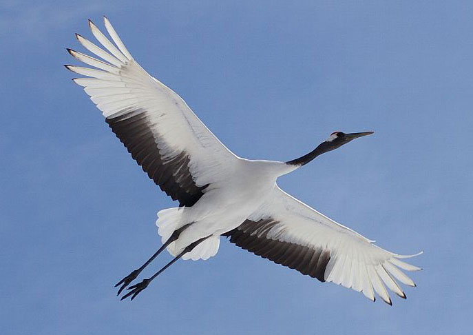 Red-crowned Crane