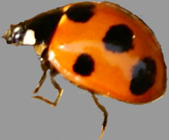 ladybird/ladybug