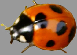 ladybird/ladybug