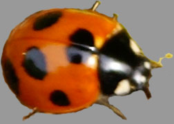 ladybird/ladybug