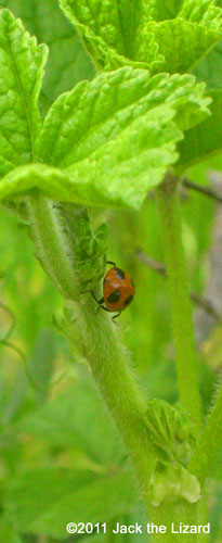 ladybird/ladybug