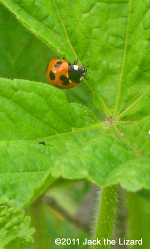 ladybird/ladybug