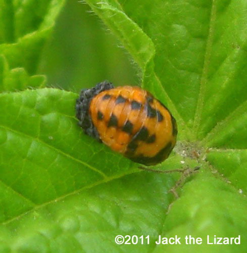 ladybird/ladybug