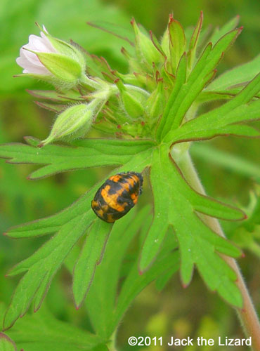 ladybird/ladybug